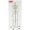 人体骨格模型160cm